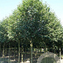 Sorbus latifolia 30-40 cm P9
