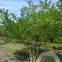 Styphnolobium japonicum 175-200 cm draadkluit meerstammig