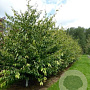 Sycoparrotia semidecidua 150-175 cm met kluit meerstammig
