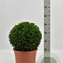 Taxus baccata 35-40 cm container bol