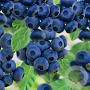 Vaccinium c. 'Aurora' 80-100 cm container C4
