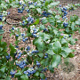 Vaccinium c. 'Northland' 60-70 cm 2,0L