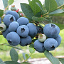 Vaccinium c. 'Pioneer' 60-70 cm 2,0L