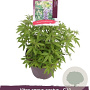 Vitex agnus-castus 25-30 cm 3,5L