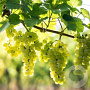 Vitis 'Himrod' 60-70 cm 2,0L