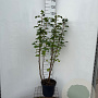 Ribes sanguineum 100-125 cm 7,5L