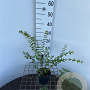 Symphoricarpos ch. 'Hancock' 30-40 cm C1.3
