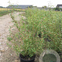 Salix sepulcralis 'Erythroflexuosa' 50-80 cm wortelgoed 0/1