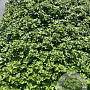 Geranium Dreamland GM 2,0L