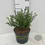 Myrtus communis tarentina 25-30 cm 3,5L