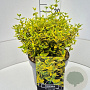 Euonymus fort. 'Emerald 'n' Gold' 30 cm 10L