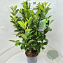 Prunus I. 'Rotundifolia' 60-80 cm 10L