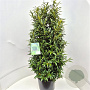 Prunus l. Sofia 100-120 cm 15L