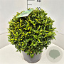 Prunus l. Sofia 40-45 cm 15L bol