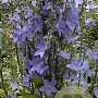 Campanula pyramidalis GM P9