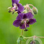 Geranium ph. 'Golden Spring' GM P9
