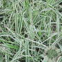 Phalaris arund. 'Dwarf Garters' GM P9