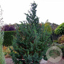 Chamaecyparis l. 'Wisselii' 30-40 cm 3,0L