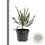 Cryptomeria j. 'Dacrydioides' 20-25 cm 3,0L