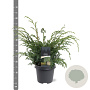 Juniperus chin. 'Blue Alps' 40-50 cm 5,0L