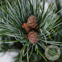 Pinus parv. 'Glauca' 25-30 cm 3,5L