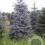 Picea pungens 'Blue Diamond' 25-30 cm 3,5L