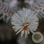 Picea pungens 'Erich Frahm' 40-50 cm 5,0L
