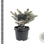 Picea pungens 'Glauca Globosa' 20-25 cm 3,0L