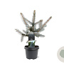 Picea pungens 'Hoopsii' 25-30 cm 3,5L