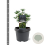 Sciadopitys vert. Green Diamond 25-30 cm 3,5L