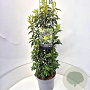 Prunus l. 'Angustifolia' 60-80 cm 10L