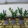 Prunus l. 'Otto Luyken' 20-30 cm 2,5L