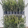 Quercus ilex 60-80 cm 5,0L