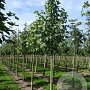 Acer platanoides 6-8 HO draadkluit