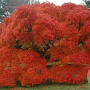 Acer pal. 'Ornatum' 175-200 cm cont. 180L
