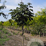 Aesculus carnea 'Briotii' 14-16 HO draadkluit