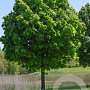 Aesculus turbinata 18-20 HO draadkluit