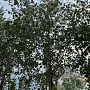 Betula pendula 16-18 HO draadkluit