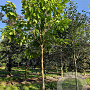 Catalpa bignonioides 25-30 HO draadkluit
