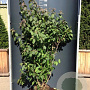 Callicarpa bod. 'Profusion' 150-175 cm 20L