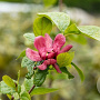 Calycanthus r. 'Hartlage Wine' 150-175 cm draadkluit struik