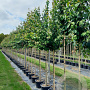 Cercidiphyllum japonicum 12-14 HO container