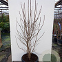 Chionanthus virginicus 150-175 cm draadkluit meerstammig 80-100 breed