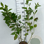 Cornus alba 'Sibirica' 80-100 cm 5,0L