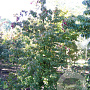 Cornus kousa chinensis 300-350 cm draadkluit solitair
