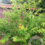 Corylopsis sinensis 300-350 cm draadkluit struik