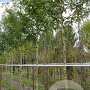 Gleditsia triacanthos inermis 16-18 HO draadkluit