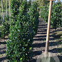 Ilex meserv. 'Heckenpracht' 100-125 cm met kluit