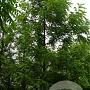 Juglans nigra 20-25 HO draadkluit
