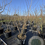 Koelreuteria paniculata 125-150 cm 50L